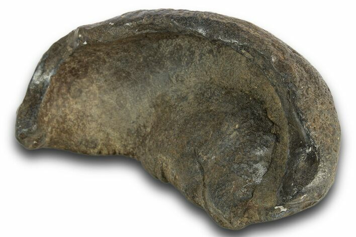 Huge, Fossil Whale Ear Bone - South Carolina #321081